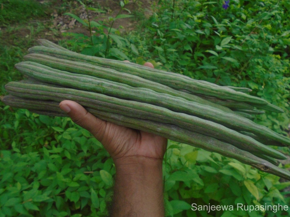 Moringa oleifera Lam.